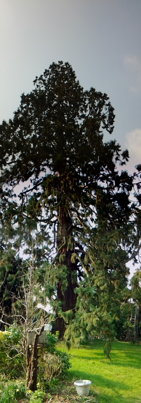 Séquoia géant à Bihorel