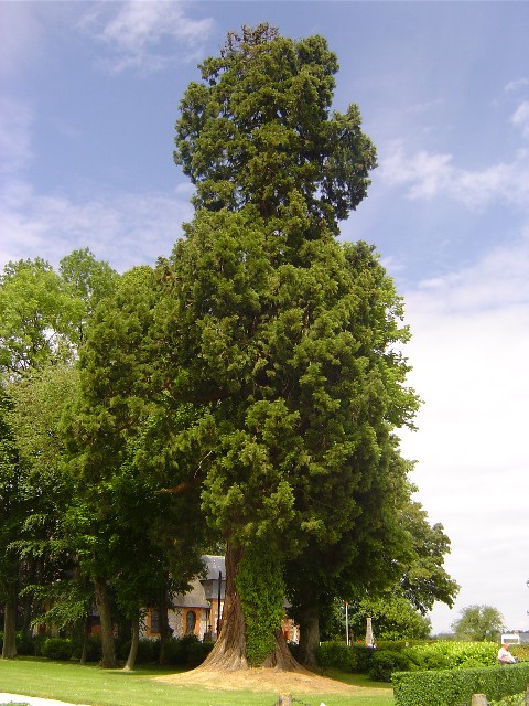 Séquoia géant à Bois Héroult