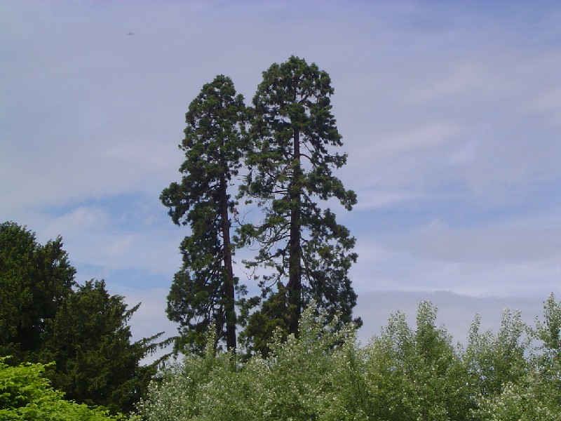 Deux séquoias géants à Bois l'Evêque