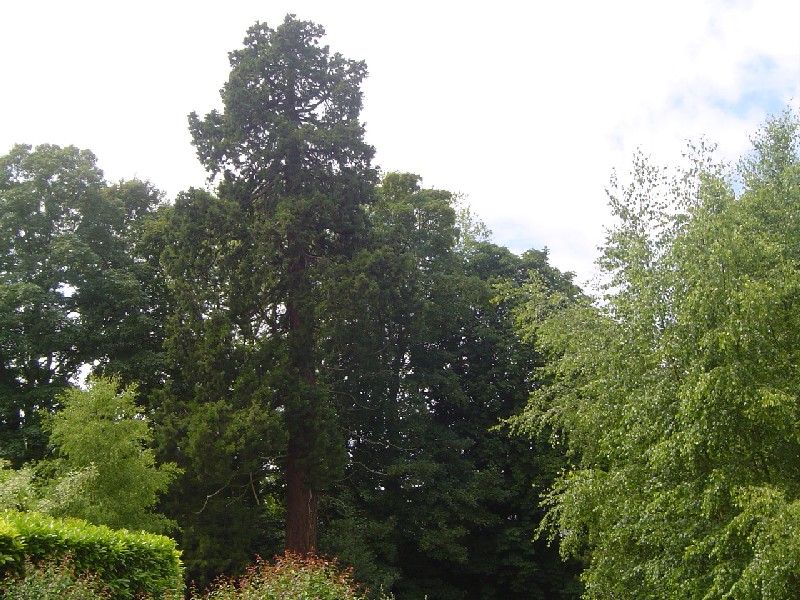 Séquoia géant Château de Bethel