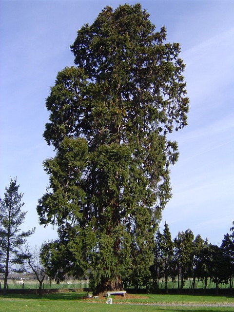 Séquoia géant à Bonneville  Aptot