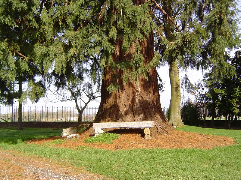 Séquoia géant et petit banc de pierre