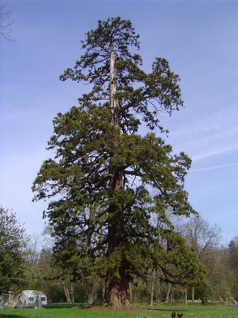 Séquoia géant rue du Camp Héroult