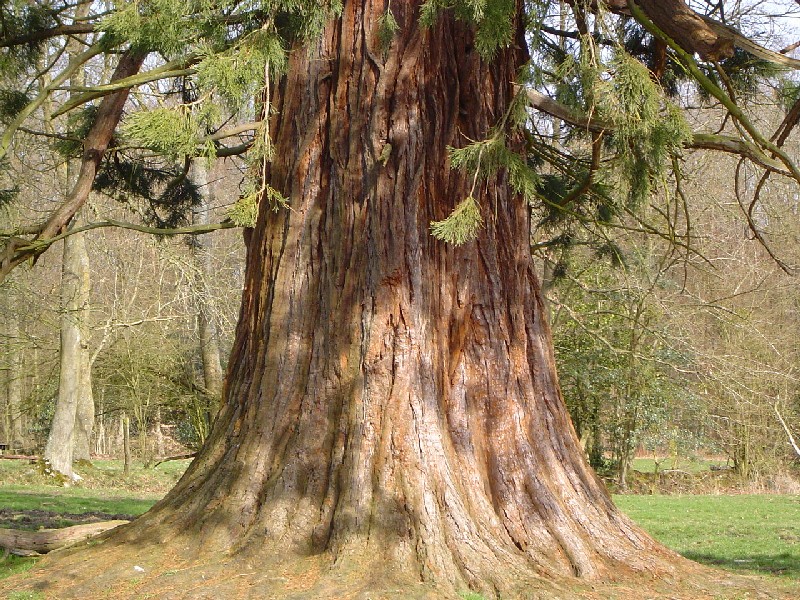 Séquoia géant de 7,60m de circonférence
