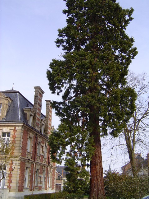 Séquoia géant à l'hôpital de Breteuil sur Iton