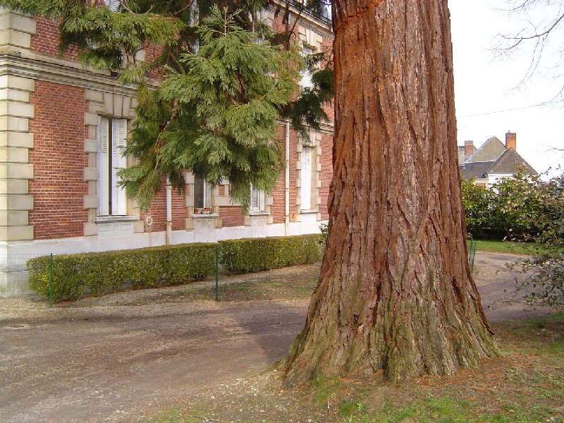 Séquoia géant à Breteuil sur Iton