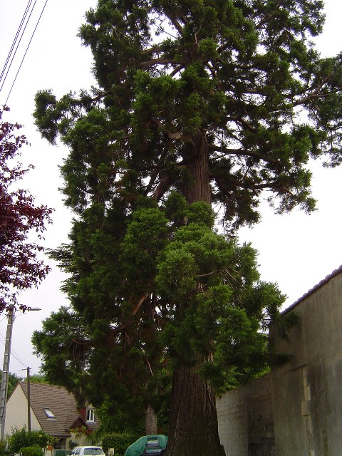 Séquoia géant à Breteville sur Odon