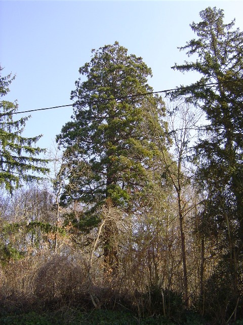 Séquoia géant à Breuilpont