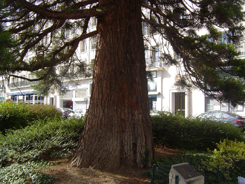 Séquoia géant Place de la résistance à Caen
