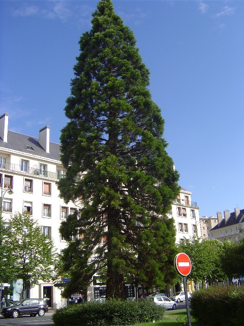 Séquoia géant à Caen