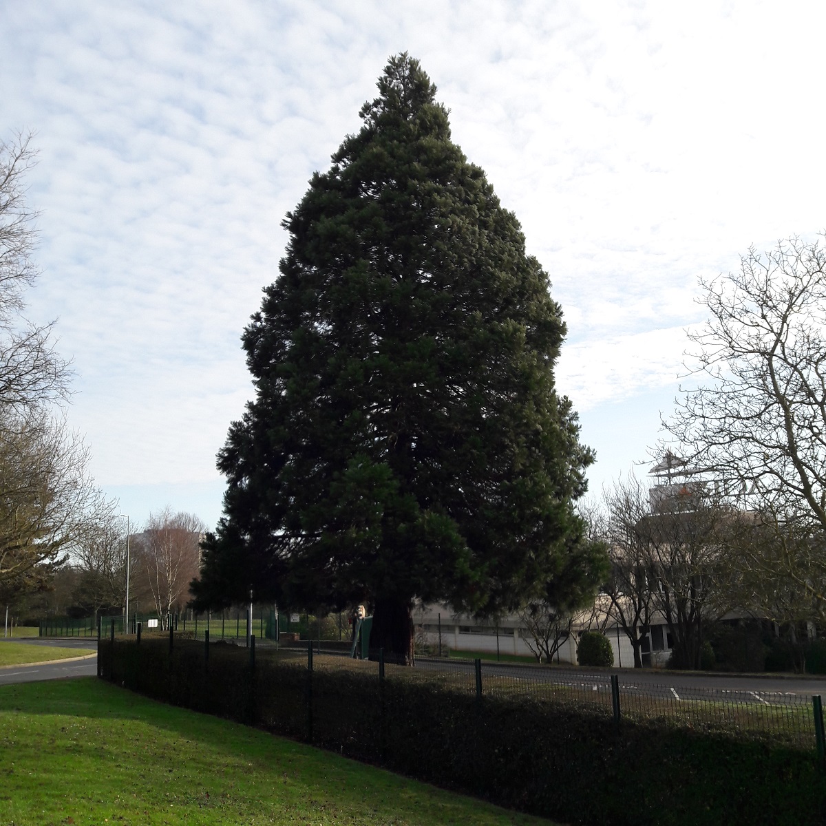 Séquoia géant à Caen