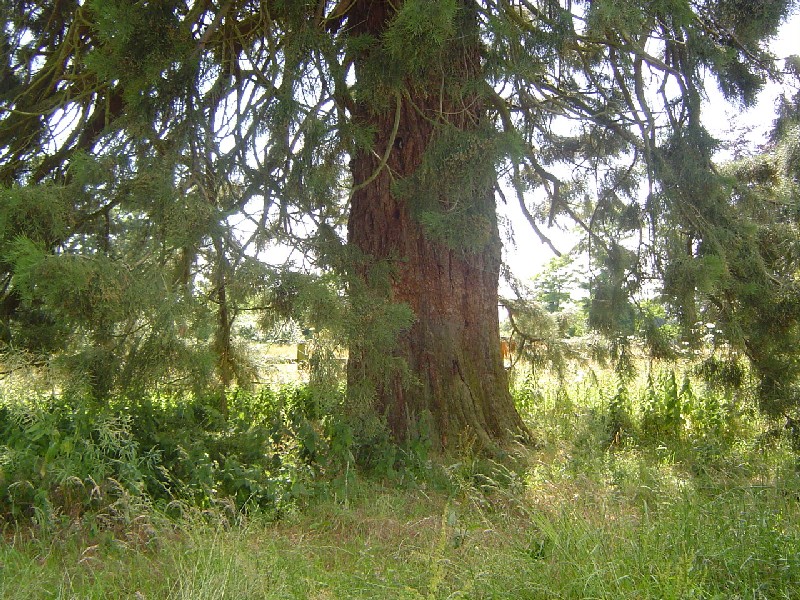 Séquoia géant à Cambremer