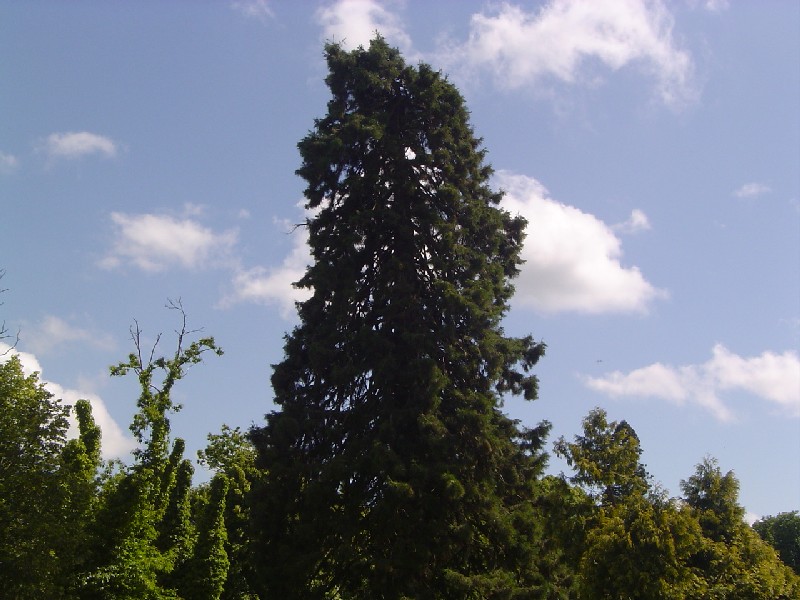 Séquoia géant au Château des Bruyères