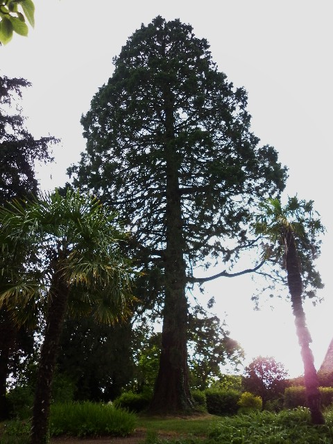 Séquoia géant à Cametours
