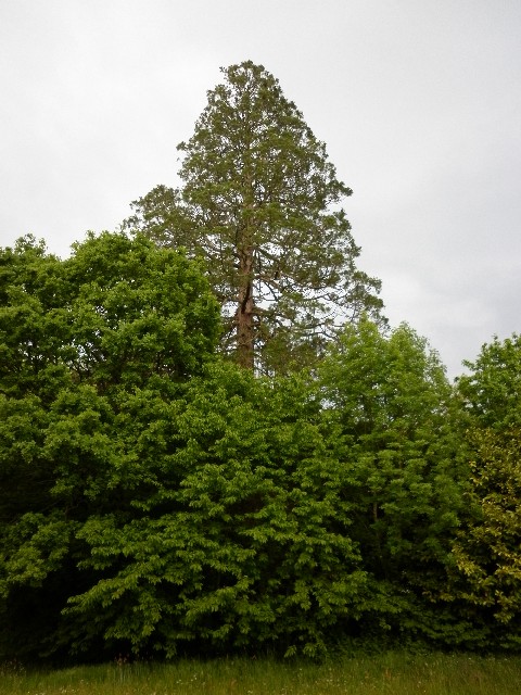 Séquoia géant de 5m20