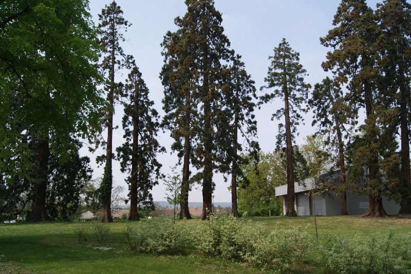 Séquoias géants à Caudebec les Elbeuf