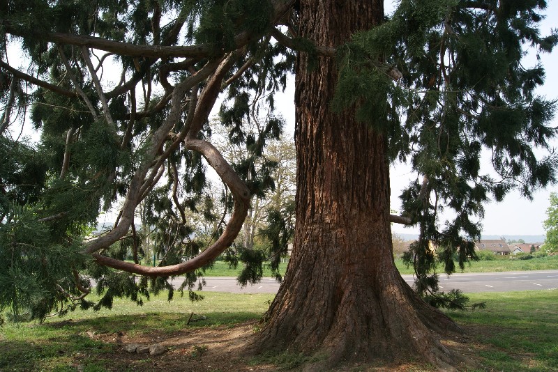 Séquoia géant de 4m82 de circonférence