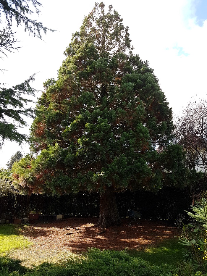 Séquoia géant à Chaignolles