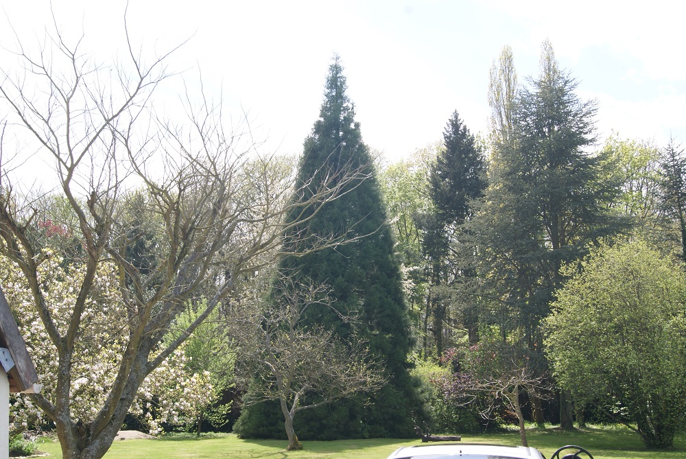 Séquoia géant à Cierrey