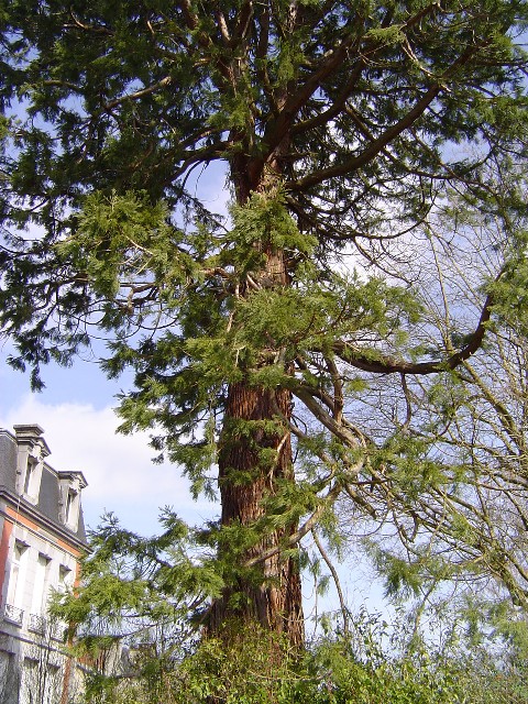 Séquoia géant à Condé sur Noireau