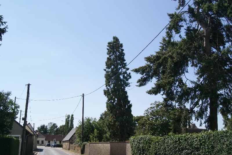 Séquoia géant à Corneuil
