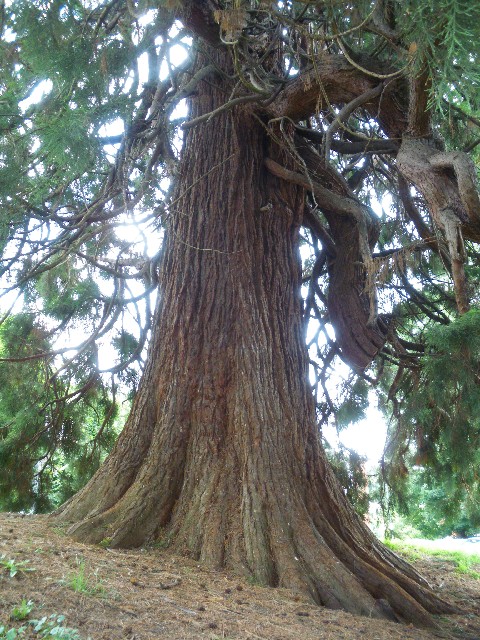 Séquoia géant à Déville Lès Rouen