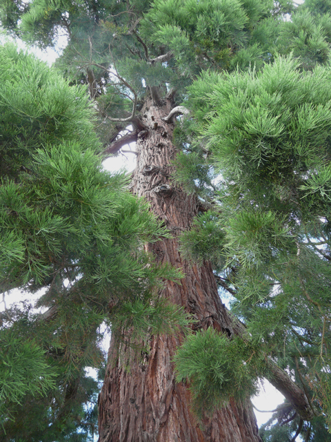 Tronc du séquoia géant de Doudeville © Marc Meyer