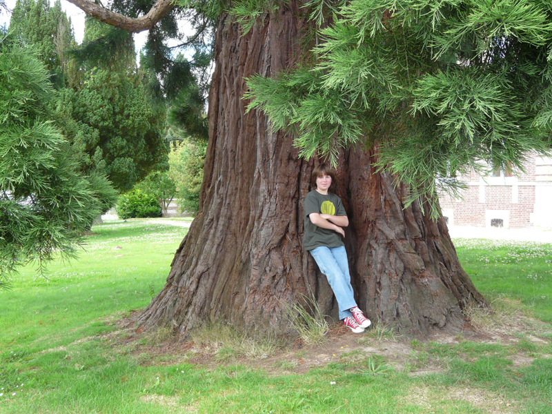 Ce séquoia géant a une circonférence de 7m60 © Marc Meyer