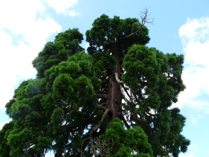 Cîme foudroyée du séquoia de Doudeville © Marc Meyer
