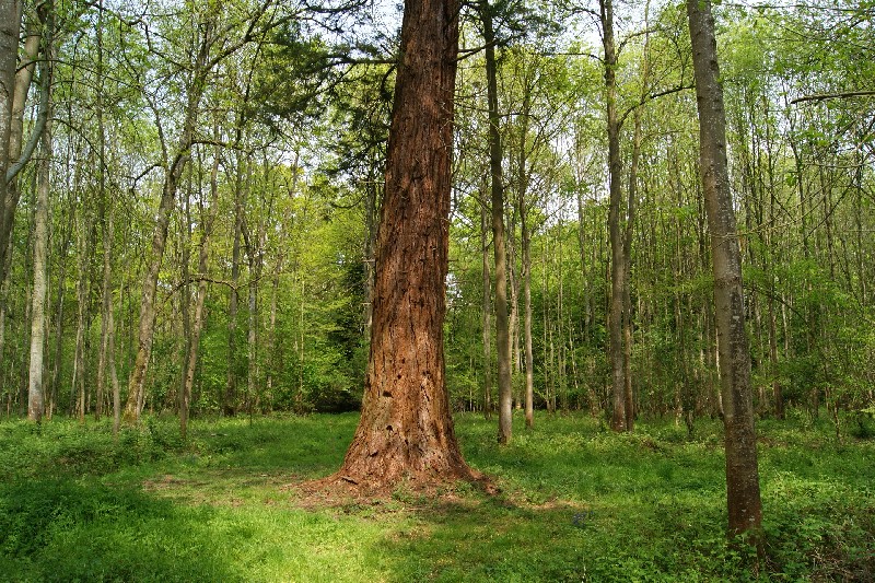 Séquoia géant au milieu d'un bois