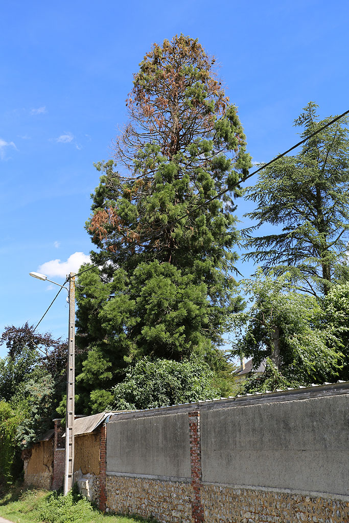 Séquoia géant à Ecquetot