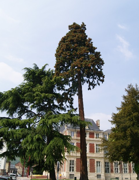 Séquoia géant à Elbeuf sur Seine