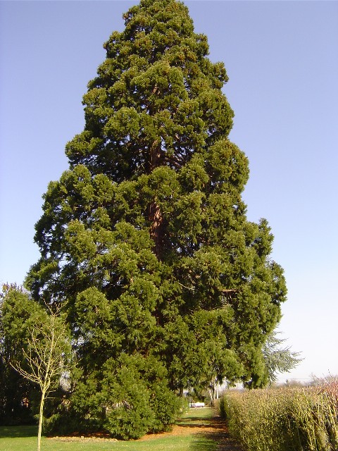 Séquoia géant à Emalleville