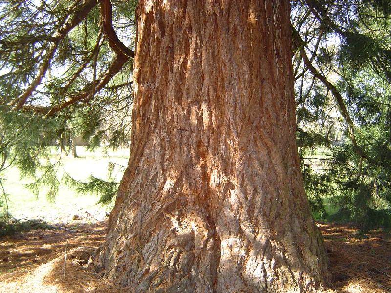 Séquoia géant de 5,10m de circonférence