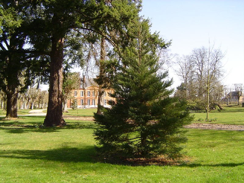 Jeune séquoia géant dans le parc du Château