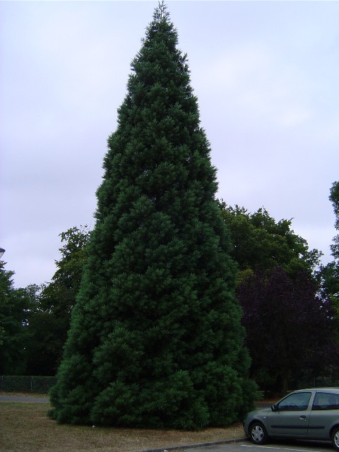 Séquoia géant à Evreux Quartier de la Madeleine