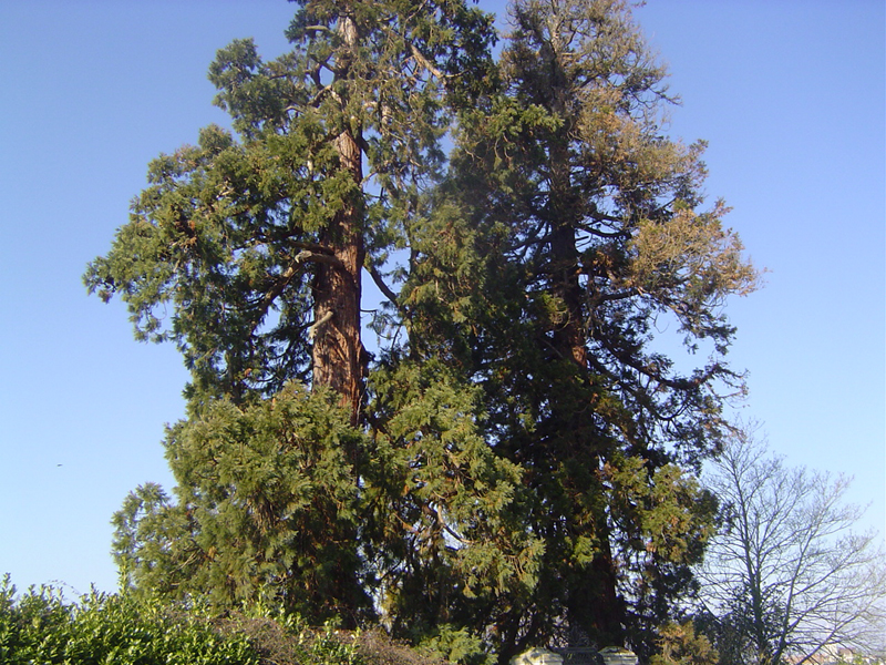 Séquoias géants à Falaise © Eric Touya