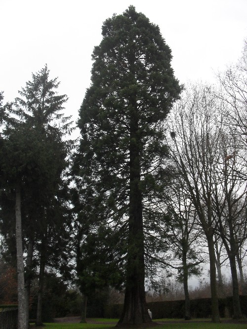 Séquoia géant à Flers