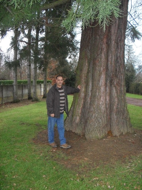 Séquoia géant à la Mairie de Flers