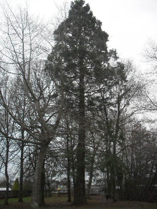 Séquoia géant parc de la Mairie