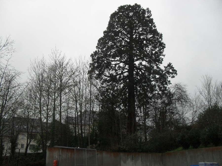 Séquoia géant à Flers