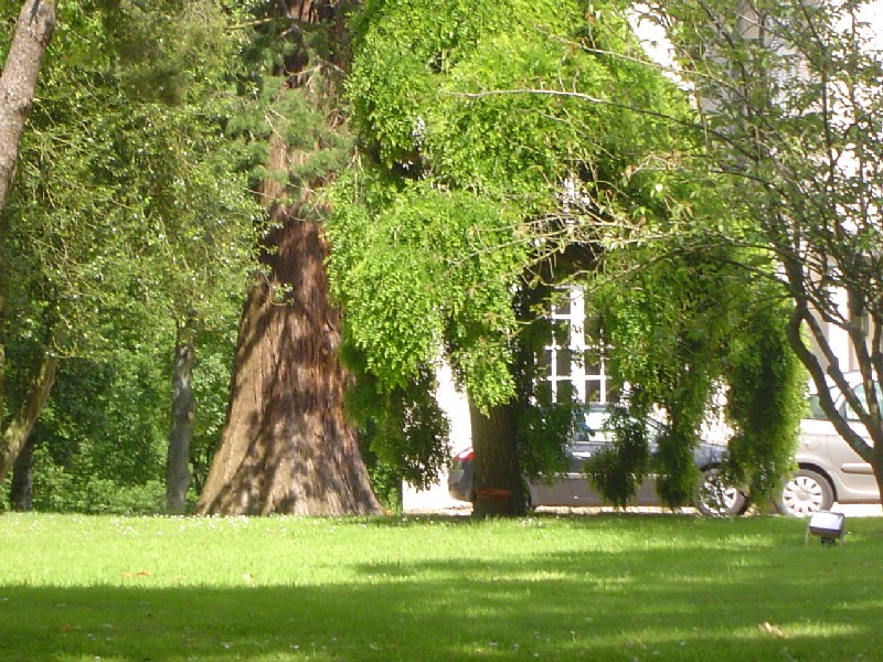 Séquoia géant le Manoir