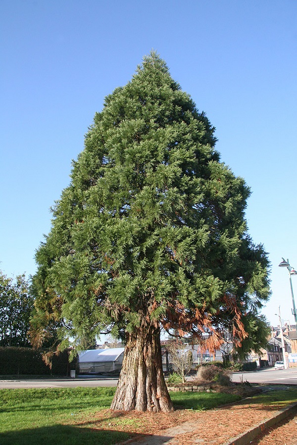 Séquoia géant à Forges les Eaux rue du 11 Novembre
