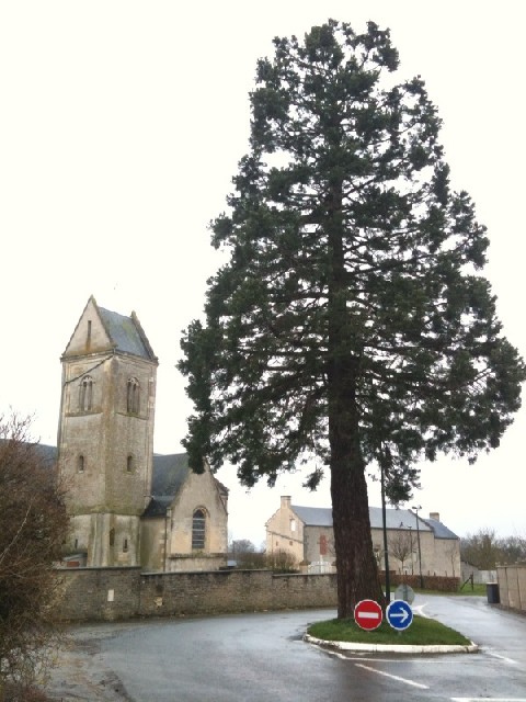 Séquoia géant à Fresnay-le-Vieux