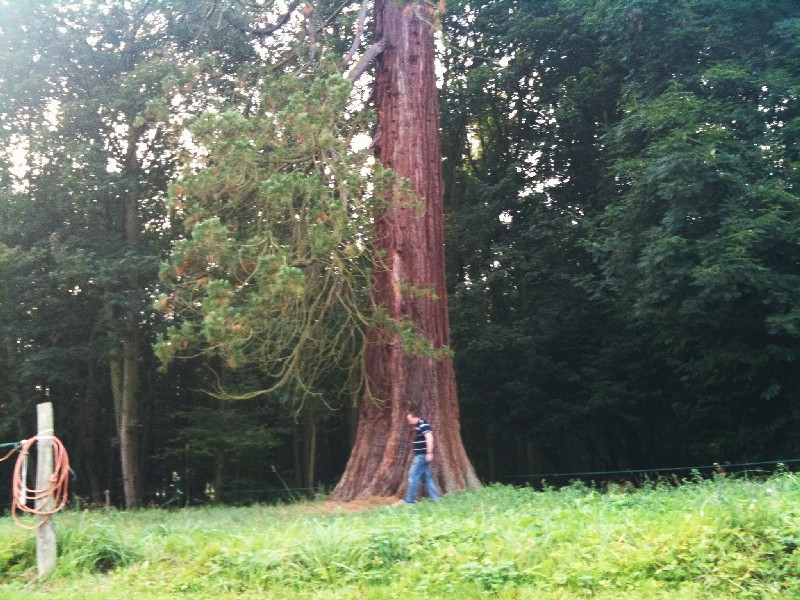 Séquoia géant à Gommerville
