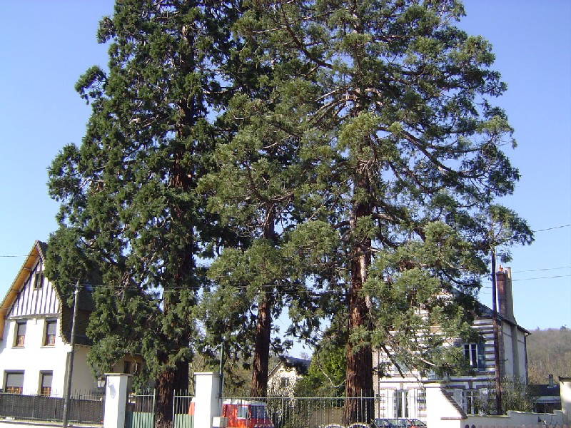 3 séquoias géants à Gravigny