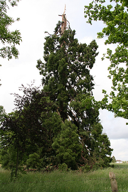 Séquoia géant à Heuqueville