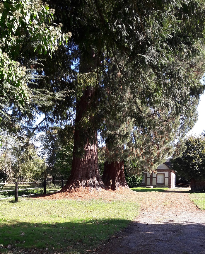 Séquoias géants à Houppeville