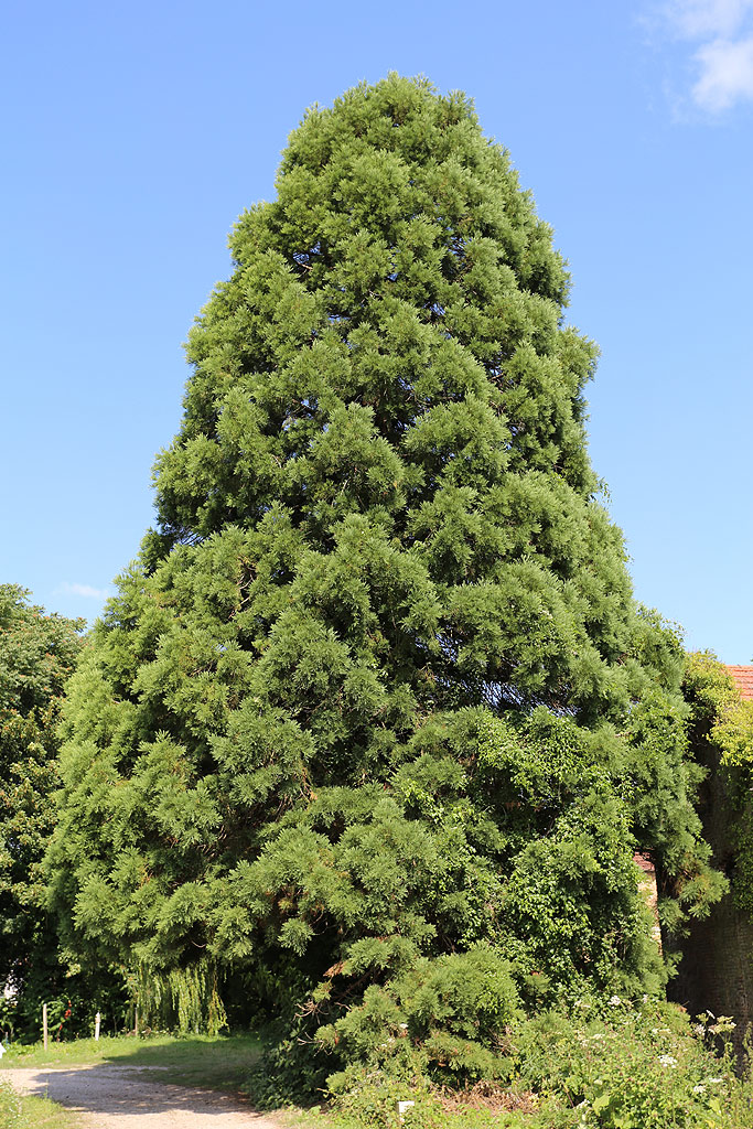 Séquoia géant à Incheville