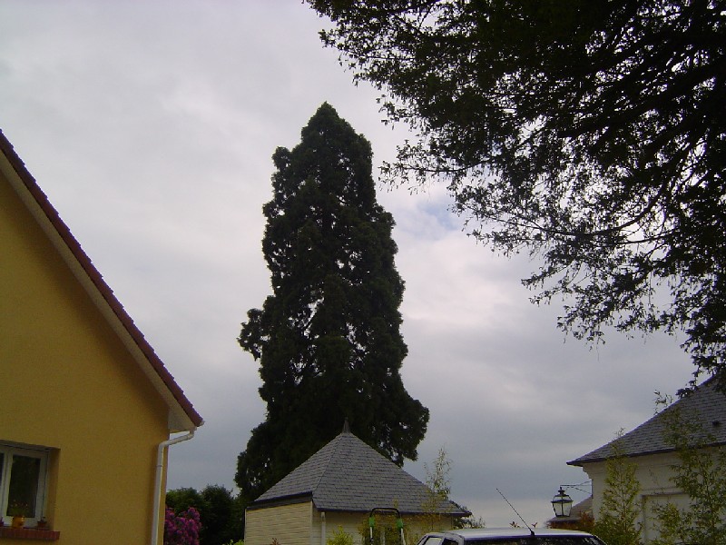 Séquoia géant à Isneauville